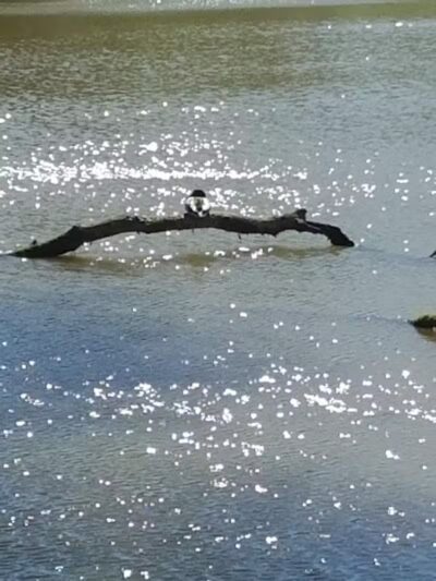 Wolverine Park - Dundee,