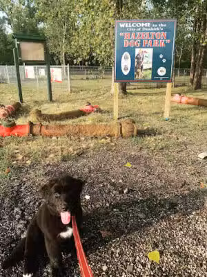 Hazelton Dog Park - Dunkirk, NY