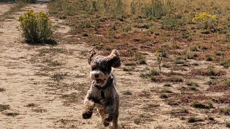 Durango Off Leash Dog Park - Durango, CO