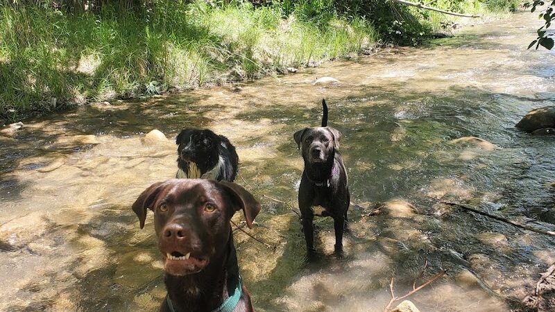 Durango Off Leash Dog Park - Durango, CO