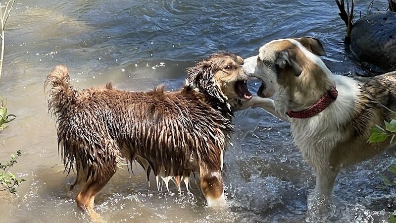 Durango Off Leash Dog Park - Durango, CO