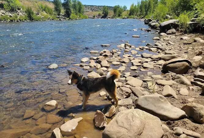 Durango Off Leash Dog Park - Durango, CO