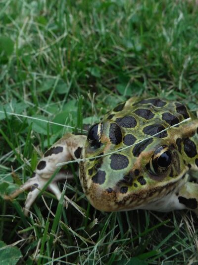Eagle Lake Dog Park - Eagle Lake, MN