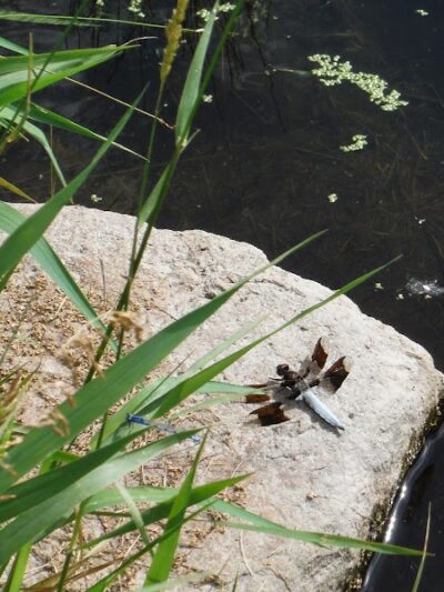 Eagle Lake Dog Park - Eagle Lake, MN