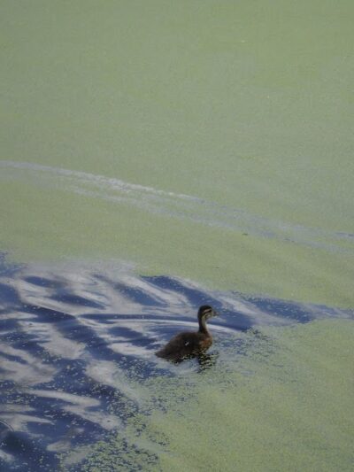 Eagle Lake Dog Park - Eagle Lake, MN