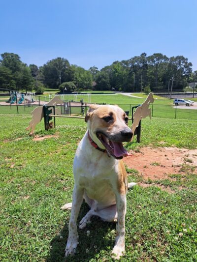 Hagood Park Dog Park - Easley, SC