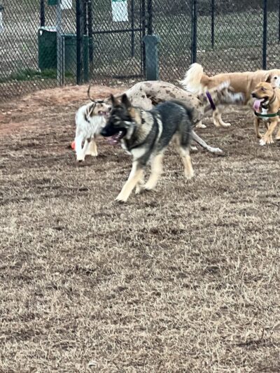Hagood Park Dog Park - Easley, SC