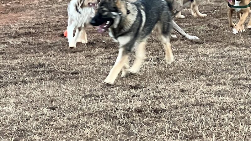 Hagood Park Dog Park - Easley, SC