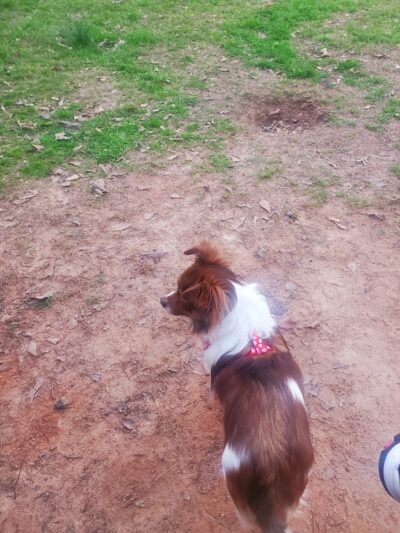 Hagood Park Dog Park - Easley, SC