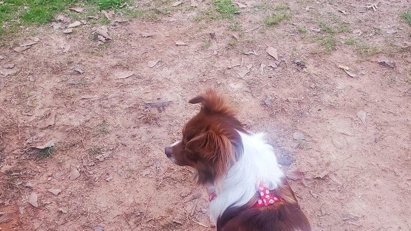 Hagood Park Dog Park - Easley, SC