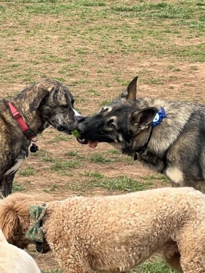 Hagood Park Dog Park - Easley, SC
