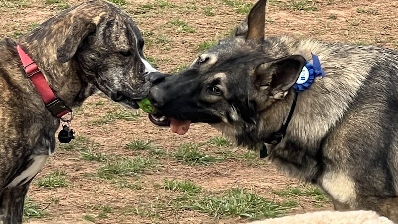 Hagood Park Dog Park - Easley, SC