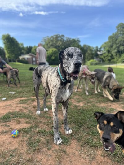 Hagood Park Dog Park - Easley, SC