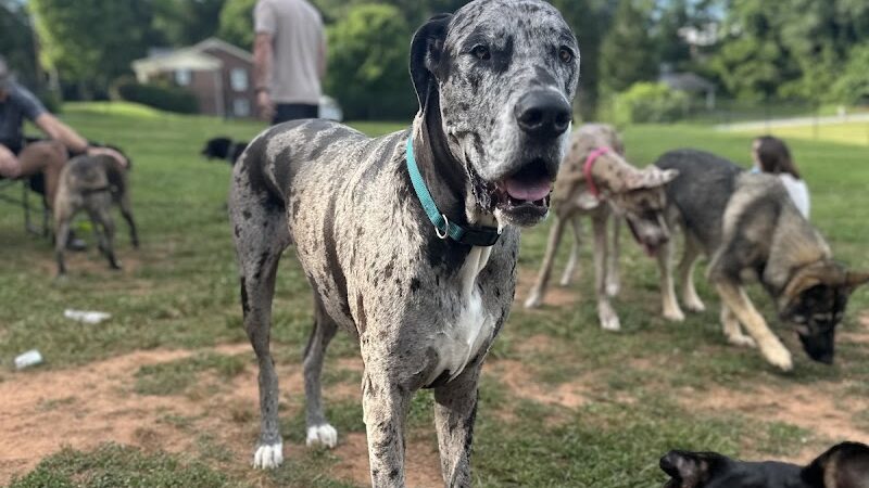 Hagood Park Dog Park - Easley, SC