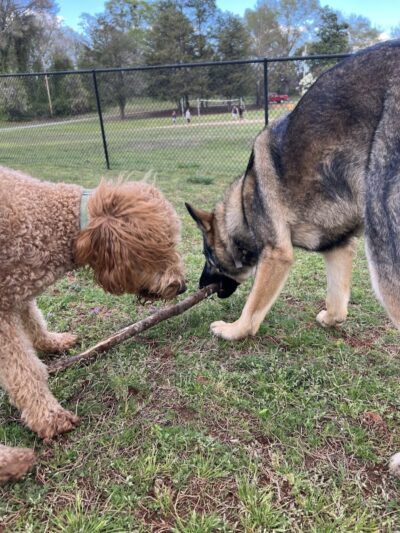 Hagood Park Dog Park - Easley, SC