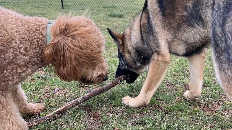 Hagood Park Dog Park - Easley, SC
