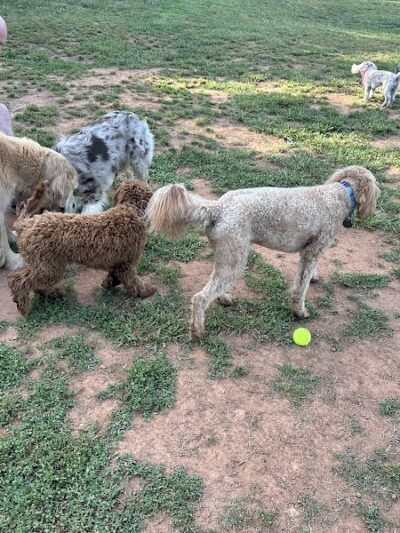 Hagood Park Dog Park - Easley, SC