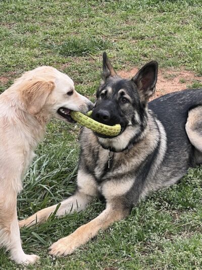Hagood Park Dog Park - Easley, SC