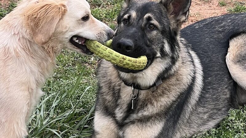 Hagood Park Dog Park - Easley, SC