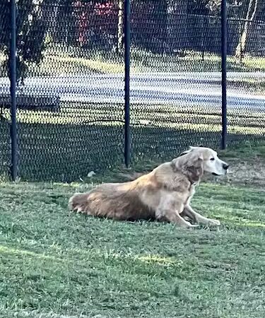 Hagood Park Dog Park - Easley, SC