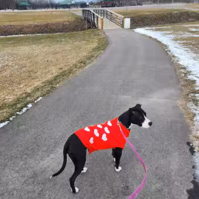East China Dog Park - East China Township, MI