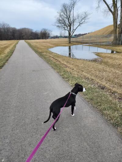 East China Dog Park - East China Township, MI
