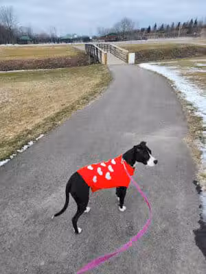 East China Dog Park - East China Township, MI