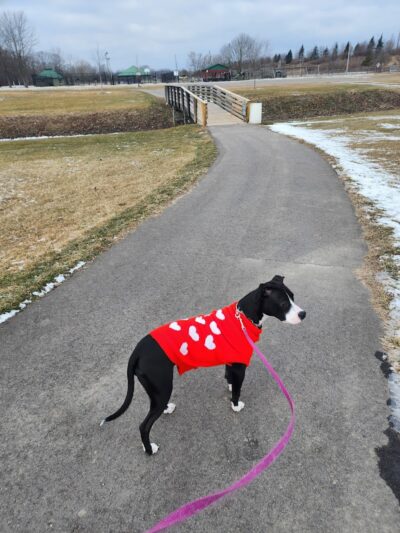 East China Dog Park - East China Township, MI