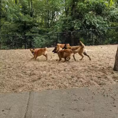 Town of Falmouth Dog Park - East Falmouth,