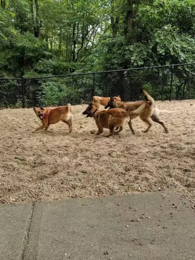 Town of Falmouth Dog Park - East Falmouth,