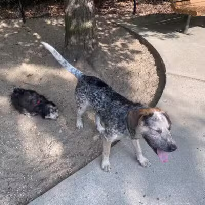 Town of Falmouth Dog Park - East Falmouth, MA