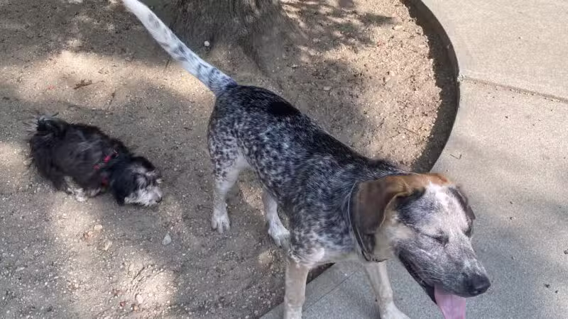 Town of Falmouth Dog Park - East Falmouth, MA