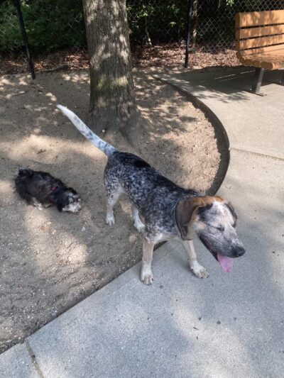 Town of Falmouth Dog Park - East Falmouth, MA