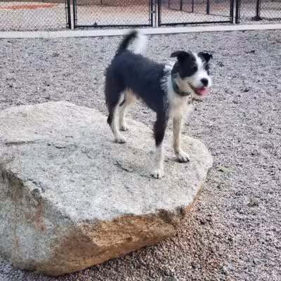 Town of Falmouth Dog Park - East Falmouth,