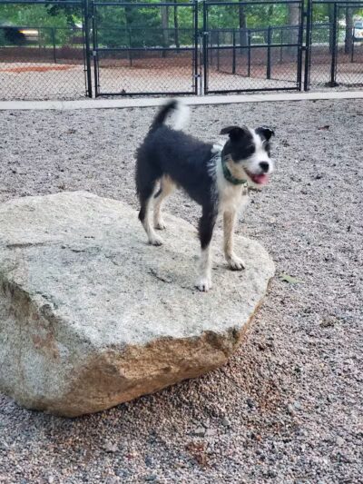 Town of Falmouth Dog Park - East Falmouth,