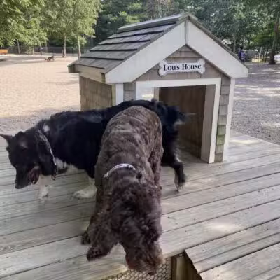 Town of Falmouth Dog Park - East Falmouth,