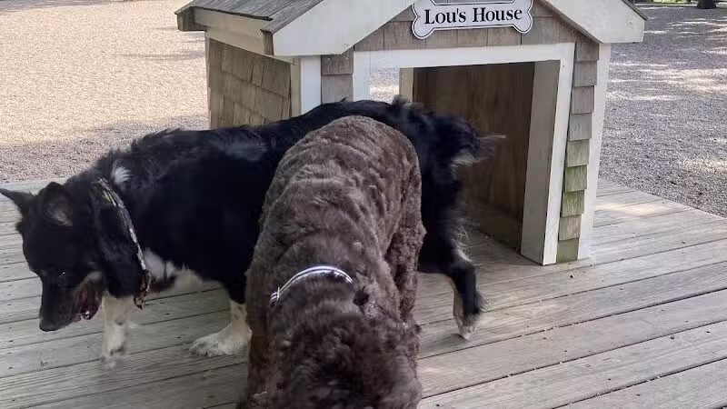 Town of Falmouth Dog Park - East Falmouth,