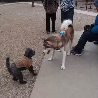 Town of Falmouth Dog Park - East Falmouth,