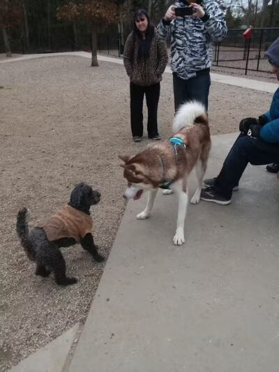 Town of Falmouth Dog Park - East Falmouth,