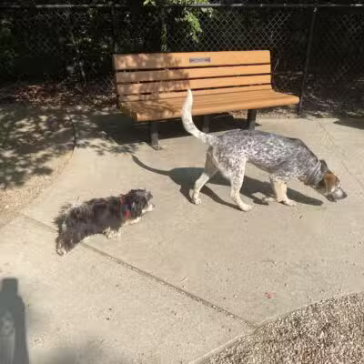 Town of Falmouth Dog Park - East Falmouth, MA