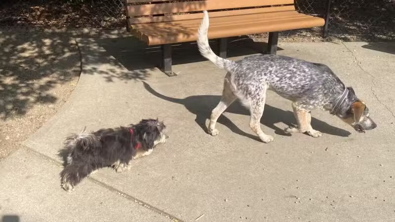 Town of Falmouth Dog Park - East Falmouth, MA