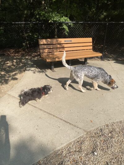 Town of Falmouth Dog Park - East Falmouth, MA