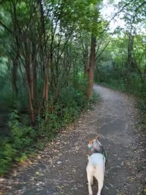 Manhattan Park - East Grand Rapids,