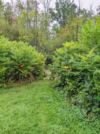 Remington Park - East Grand Rapids,