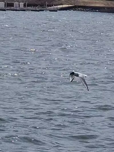 Waterfront / Gilmore Park - East Grand Rapids,