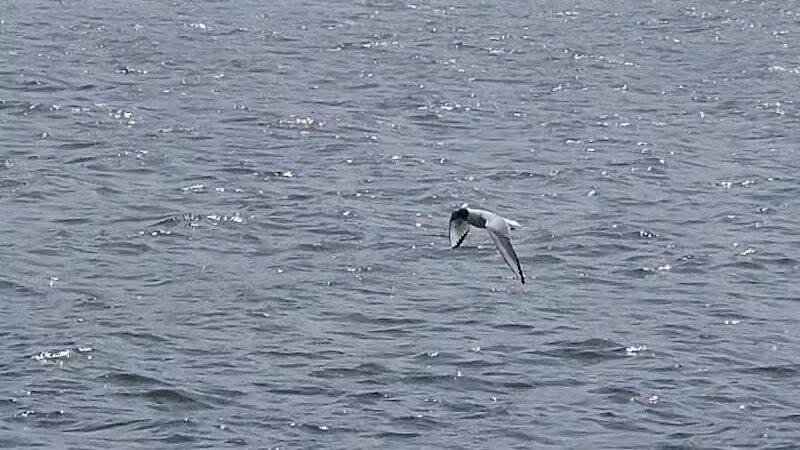 Waterfront / Gilmore Park - East Grand Rapids,