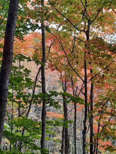 Browns Creek Pathway Trailhead - East Jordan,