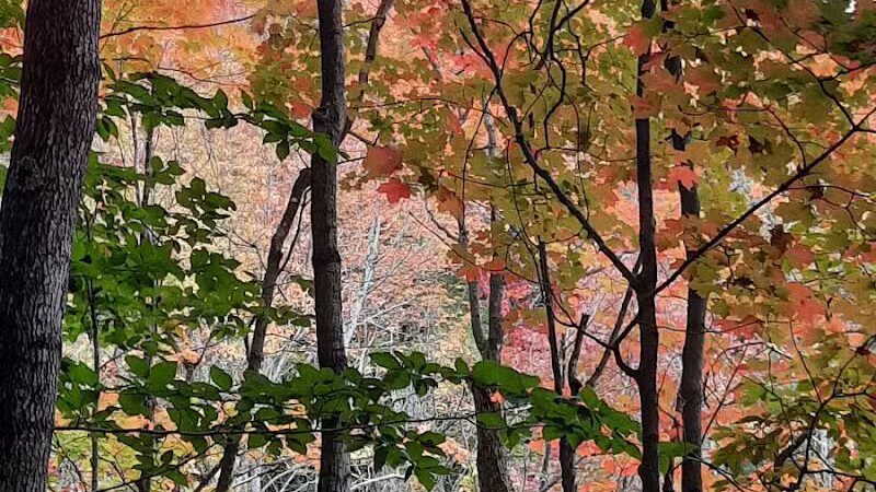 Browns Creek Pathway Trailhead - East Jordan,