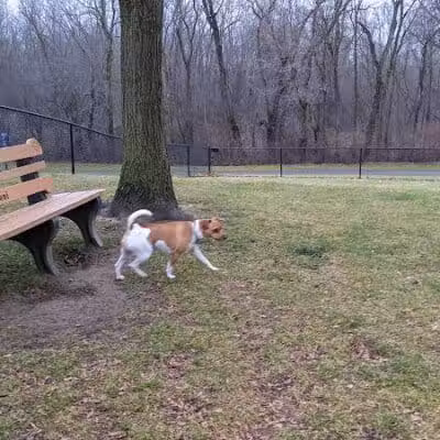 Meridian Dog Park (Small Dogs) - East Lansing, MI