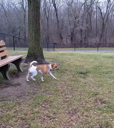 Meridian Dog Park (Small Dogs) - East Lansing, MI